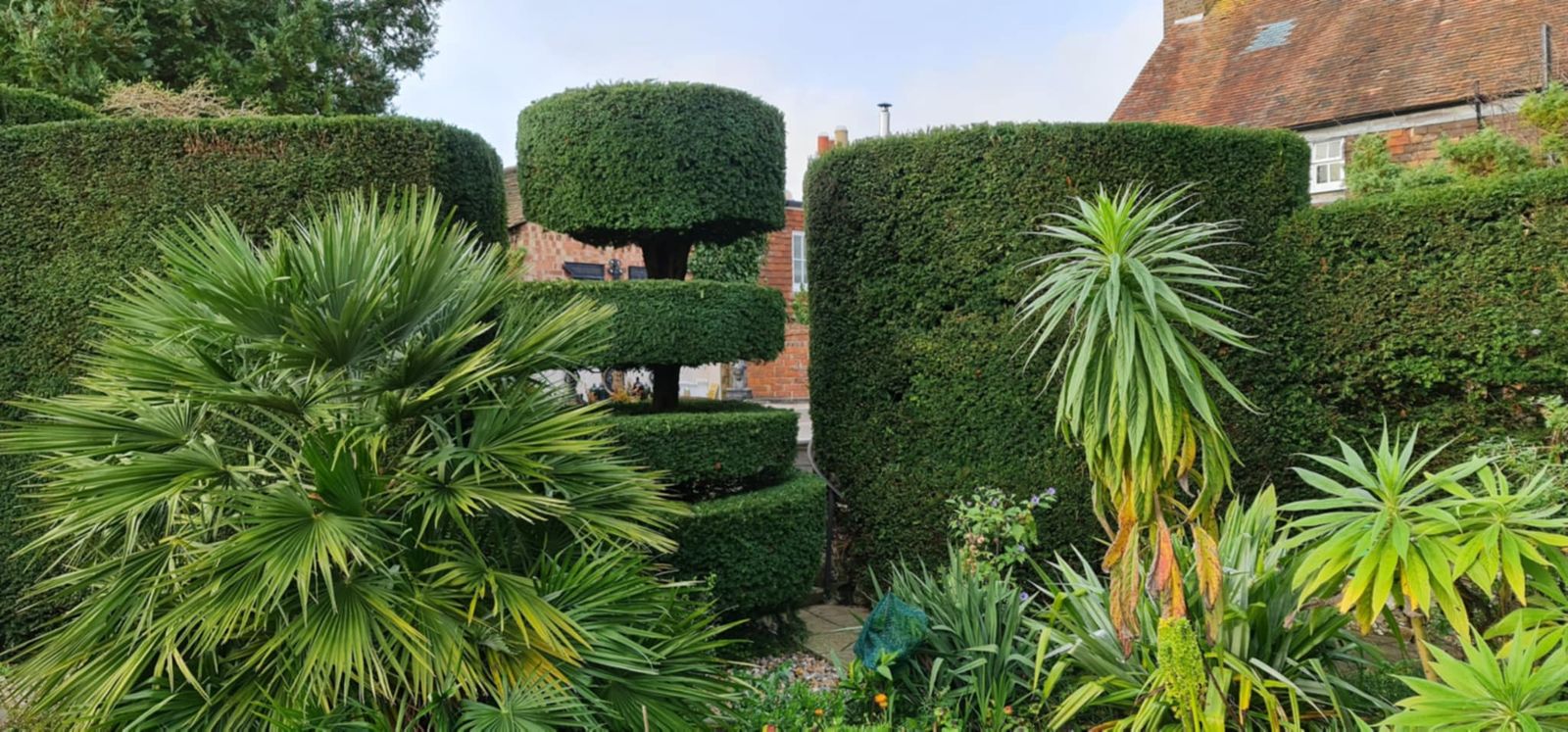 Shaped topiary hedges and palms in a garden