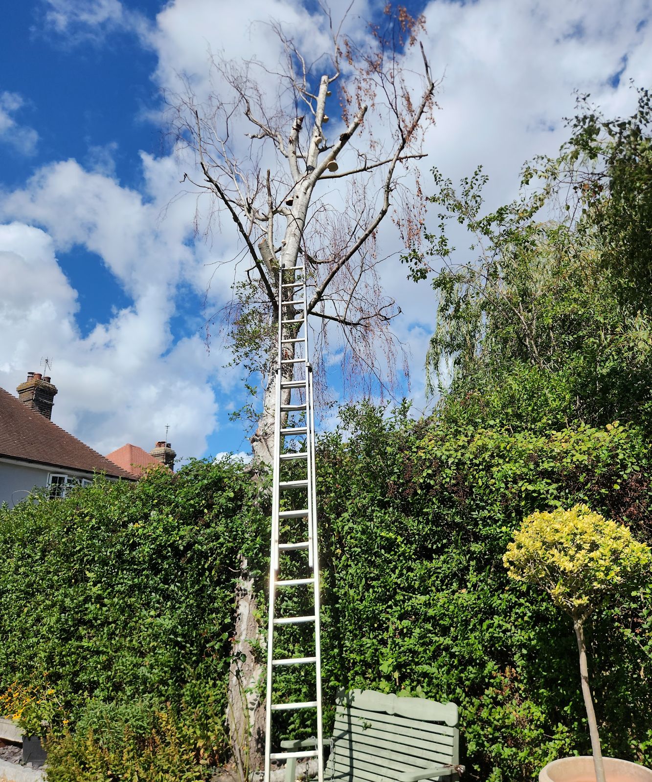 A ladder up a tall tree being reduced above a garden hedge