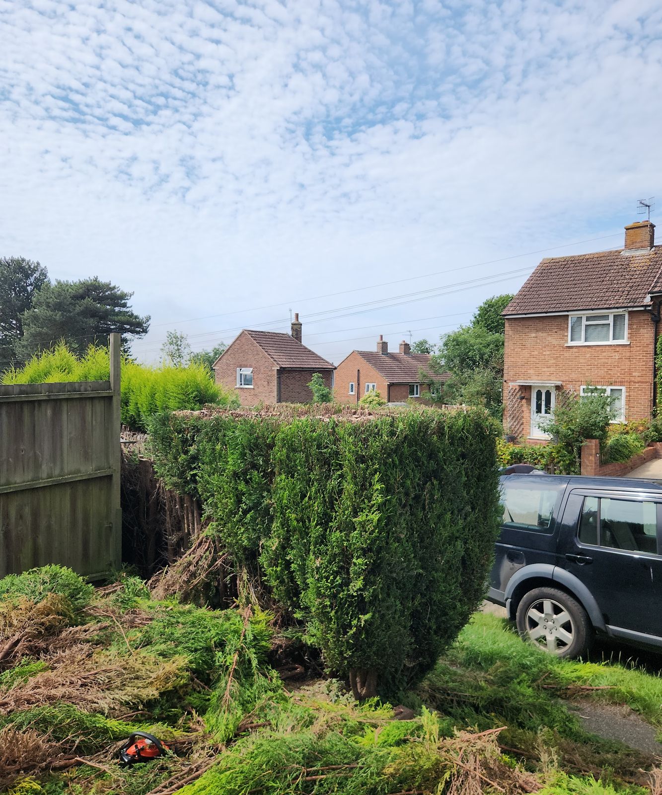 A conifer hedge cut back, with the cuttings on the ground