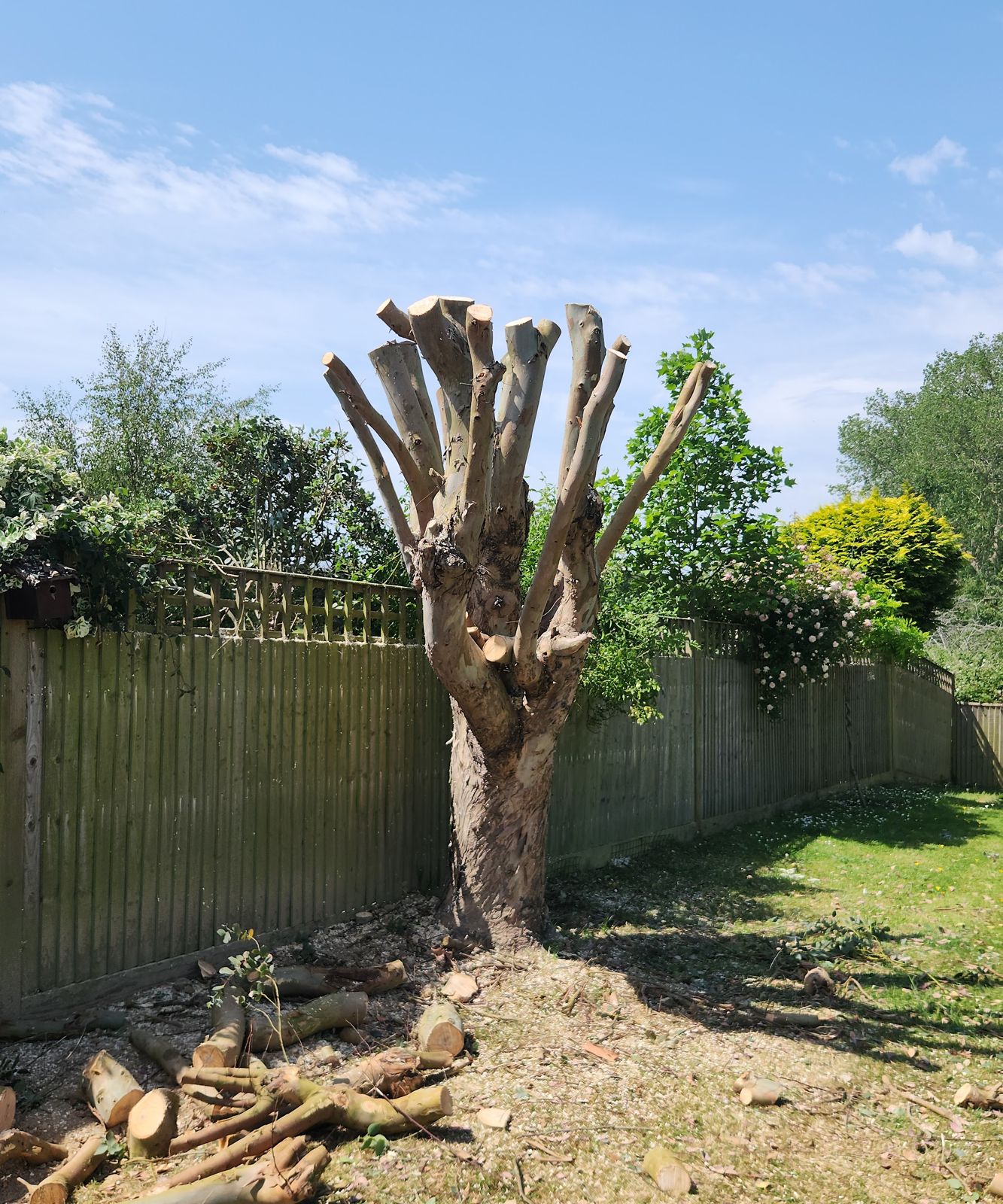 A tree cut back to its trunk with logs at its base