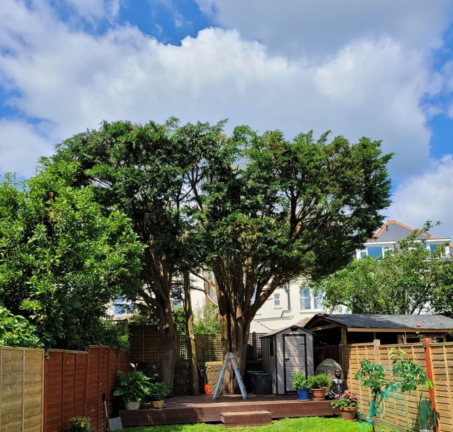 A large garden tree with a rounded crown over a decked garden