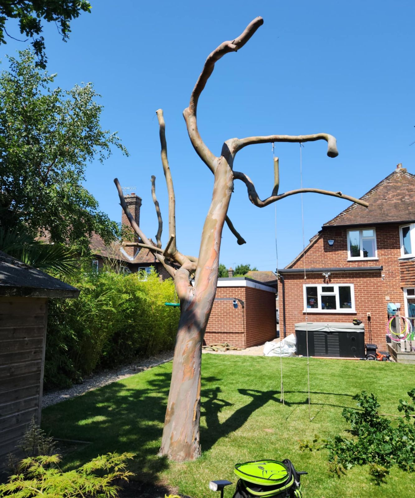 A garden tree reduced to its main limbs with ropes still hanging