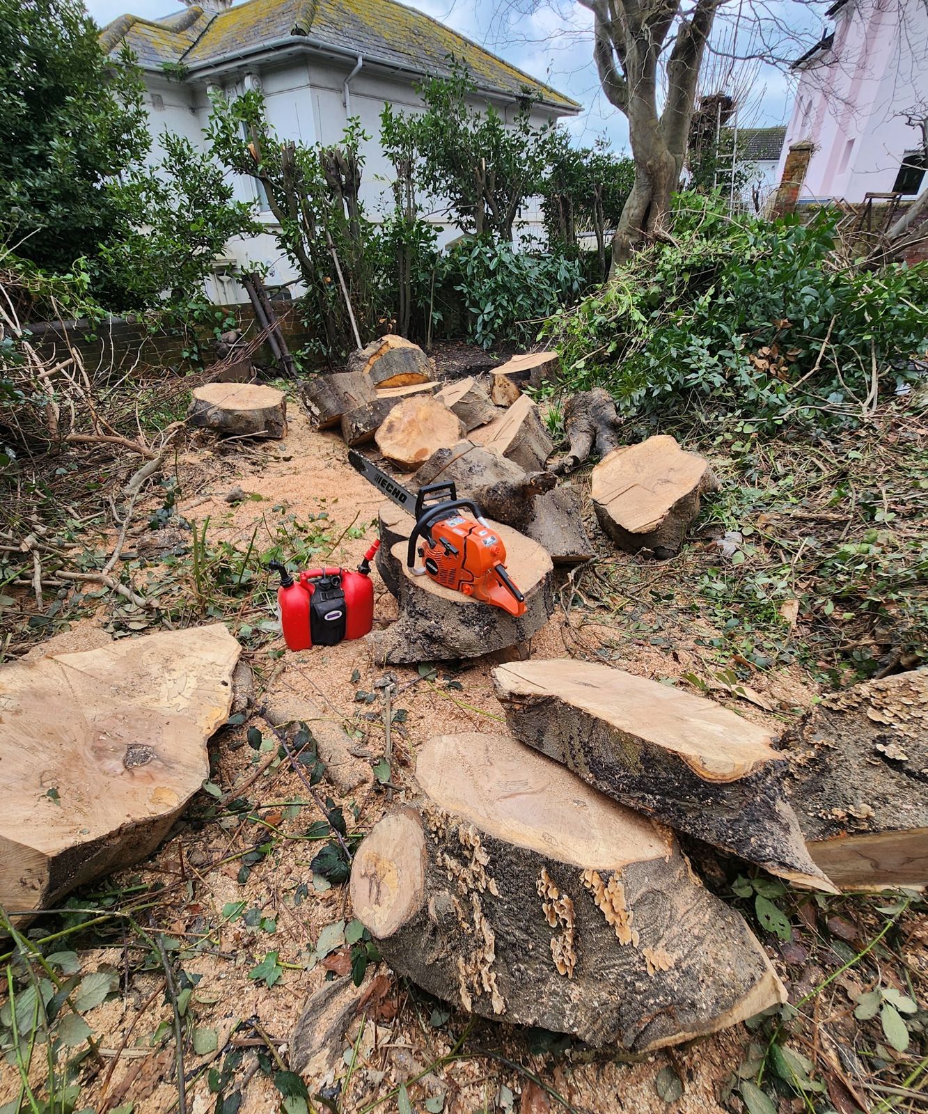 Felled trunk rounds with a chainsaw and fuel can